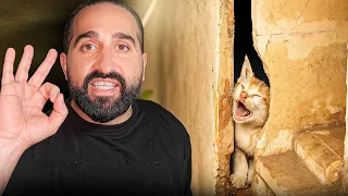 قطة محبوسة داخل جدار لأكثر من ٣ ايام !