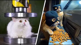 cats being weird