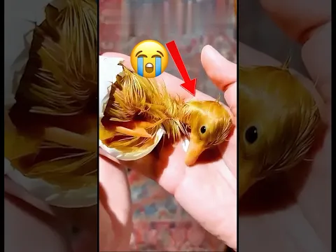 وقتی این اردک مادر اولین تخم مرغشو گذاشت…🥺😭 #سرگرمی #حیوانات #pets