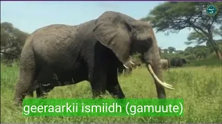 geeraarkii (ismiidh) ee uu tiriyay abwaan (gamuute).
