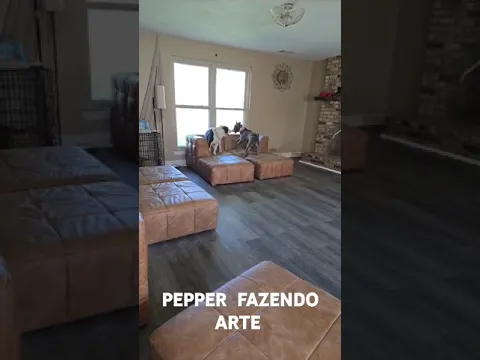 PEPPER FAZENDO TRAVESSURAS