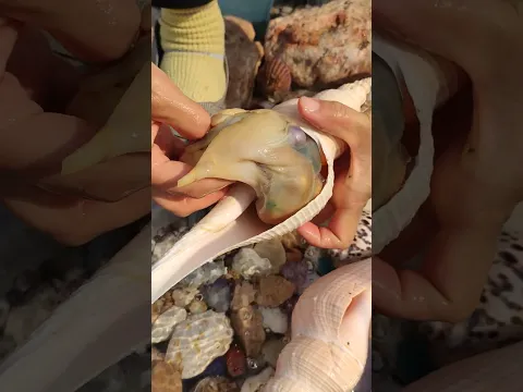 #pearl #seafood #hunting pearls #picking pearls