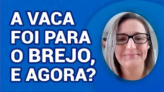 A VACA FOI PARA O BREJO, E AGORA?