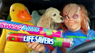 Chucky & Scream Surprise Puppy with Car Ride Chase!