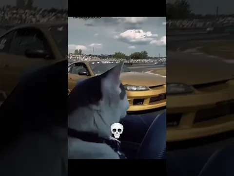 Cat Drifts 💀🗿
