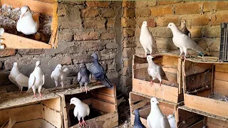 kabutari ghosla banane ke bad kab Ande deti hai