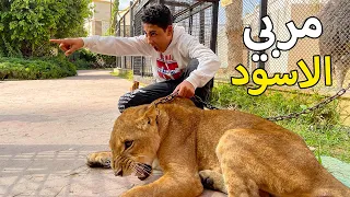 ولـد يـربي الاسـود المـفترسة بـعد وفـاة ابـيه