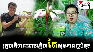 រុក្ខជាតិ១នេះអាចធ្វើជាតែសុខភាពល្អបំផុត (Crinum latifolium) | កម្មវិធីក្តីស្រមៃខ្ញុំ - សំ កុសល