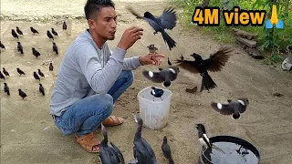 GILAK_DIKERUMUNI BURUNG-BURUNG di alam bebas