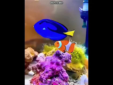 A Tiny Clownfish Jumped Onto His Boat to Escape a Shark! 😱🐠 #viral #trending #fishing  #shortvideo