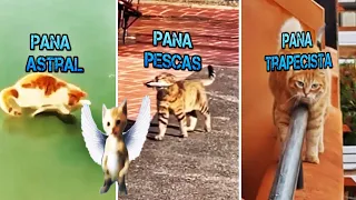 7 Panas mas Poderosas del Ejercito del Pana Miguel