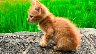 Little kittens live play| Cute kittens #cute #meow #cat