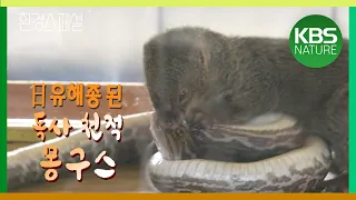 독사 제거 위해 오키나와섬에 투입된 인도 몽구스! 환경스페셜 ‘오키나와의 기묘한 공존, 독사 하브와 몽구스’/ KBS 20100217 방송