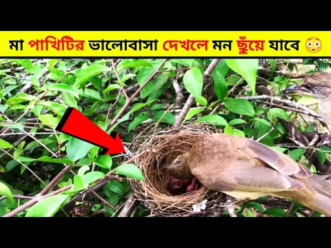 দেখুন "মা" পাখিটি কিভাবে তার সন্তানদের প্রাণ বাঁচিয়েছে 😥 #Facts_In_Bangla #shorts