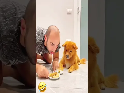 Table manners Never heard of them. 🤷‍♂️🐶 #pet #funny #dog #foryou #asmr #shorts #shortsvideo