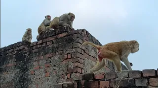 Bandar wala | monkey video | bandar bandar | bandar wala cartoon | bandar | bandar wala comedy