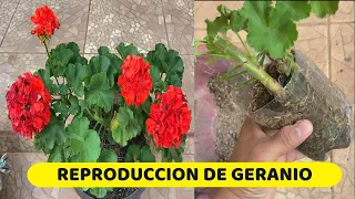 MIRA COMO PODAR Y REPRODUCCIR  DE GERANIO CON EXITO
