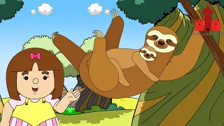 Mengenal Kukang | Puri Animation