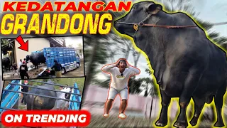 GRANDONG LEBIH BESAR DARI YANG DIBAYANGKAN!! KOK JADI MIRIP GAJAH YA??