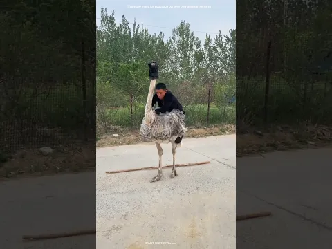 When the boy removed the blindfold from the ostrich's eye
