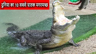 Top 10 Deadliest Crocodile in the world | दुनिया का 10 सबसे घातक मगरमच्छ