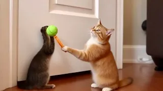 Genius Cat! (Watch Till the End!) 😂🚪#funny