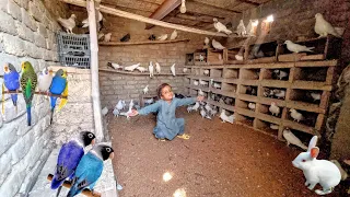 Kabootar breeding setup Budgies setup love brids setup Ribbits setup