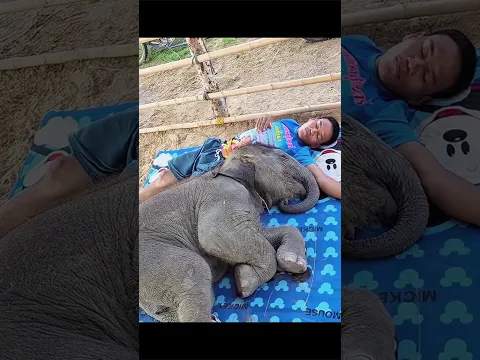Clingy Baby Elephant Won’t Sleep Without Dad 🐘💤