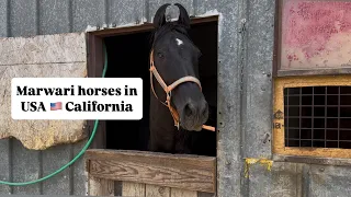 Marwari horses in USA 🇺🇸 California, Introduction with the all the Horses 🐎