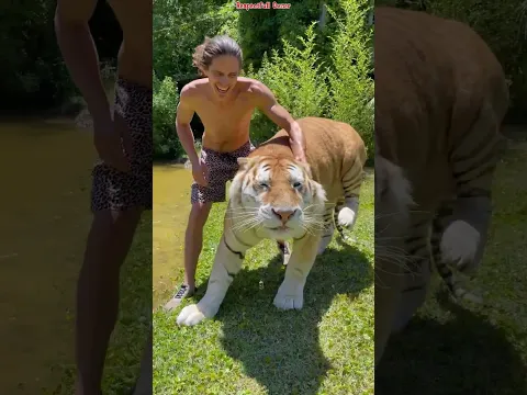He Raised Wild Animals… And They Accepted Him as Family 😮🐅 #shorts