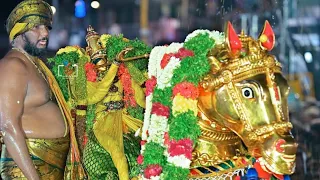#கள்ளழகர் தங்கக்குதிரையில வரும்போது சும்மா நிக்குர கால் கூட சிலுத்துக்கிட்டு ஆடும் | madurai vibe
