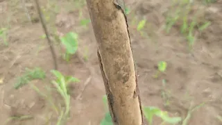 comment tuer les termites avec notre produit bio