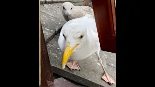 ¡Los Bebés De Mi Mascota Gaviota Llegaron Por Comida!