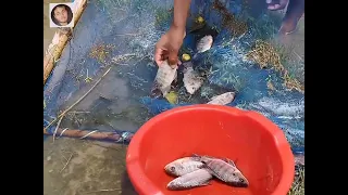 Fish in rainy water. #shorts #shortsvideo #viral #viralshorts #FunnyVideo #Entertainment
