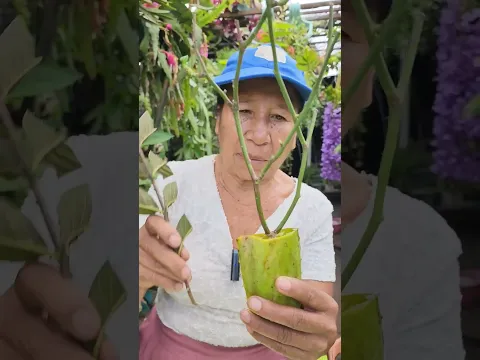 El Mejor Enraizante Casero para esquejes usando el Aloe Vera para Flores, Frutales entre mas