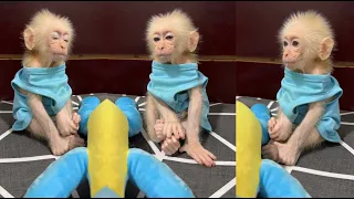 Baby monkey sitting waiting for mother from the market to fall asleep