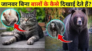 How Animals Look Without Their Fur 😮 | Story Pot |