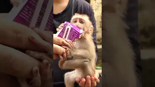 Live: Mom KT Give milk to Baby Jenifer to stop screaming that think Mom Jolie want go away from Her