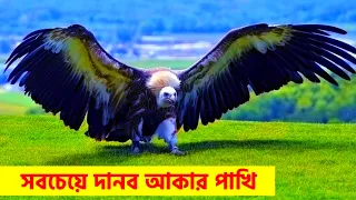 দেখুন কি ভাবে বাজপাখি চিতার বাঘের সামনে তার বাচ্চাকে নিয়ে উড়ে গেল || 😱#facts #tiger