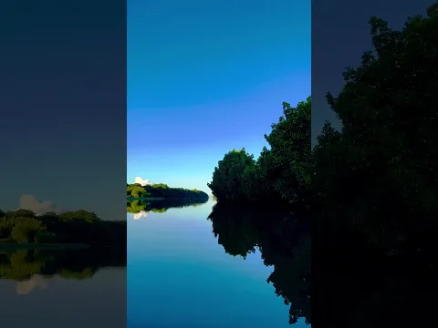 Exploring the Enchanting Mangroves of Mauritius