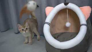 Cat Games | Playful Cats Video Compilation | Aww Pets