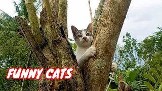 Cute cats are great at climbing - funny cats