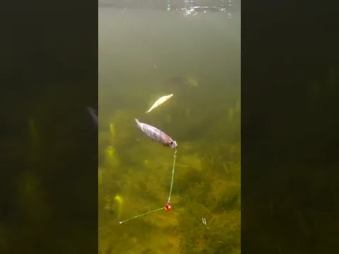 Different pike - different strike ⏮️