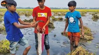 😲Unbelievable Boys Catching Big Shoal fish By Hand in Mud Water🖤Best Smart Hand Shoal Fishing Video