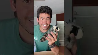¡MI MAPACHITO TIENE NUEVO HERMANITO! 🦝👶❤️