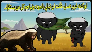 لو كنت غرير عسل،فكيف ستكون حياتك فأنت لن تبالي بالموت في السافانا وتهاجم كل من يستفزك.