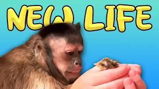 Baby Chick