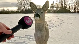 Best Animals News Bloopers Of The Decade (so far)