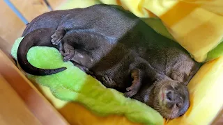 [Original Video] Overexcited Otter in Mating Season Ends Up Flailing