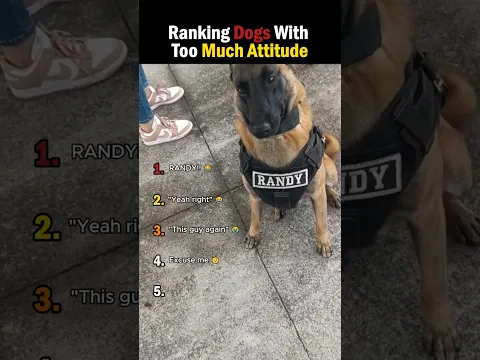 Ranking Dogs With Too Much Attitude